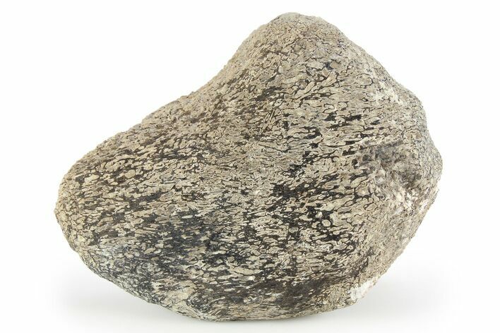 Dinosaur Bone Section - Boulahfa, Morocco #252587